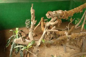 Katraj Snake Park